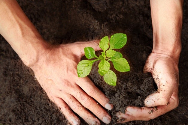as-maos-estao-plantando-arvores-verdes-duas-maos-estao-cavando-arvores_102915-3-1